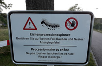 Schutzkleidung Eichenprozessionsspinner